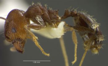 Media type: image;   Entomology 35184 Aspect: habitus lateral view